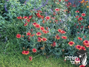 גיירדיה - Gaillardia