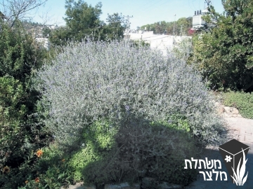 געדה - Teucrium