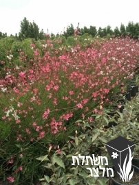 גאורה - Gaura