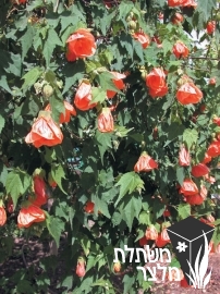 אבוטילון - Abutilon