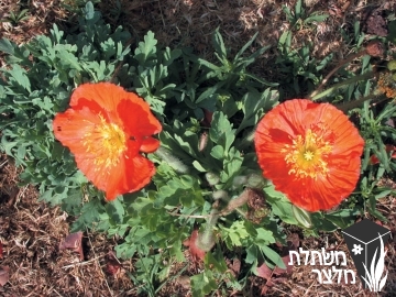 פרג - Papaver