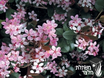 בן-עוזרר - Rhaphiolepis