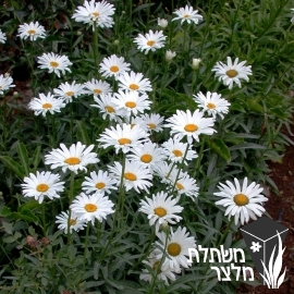 מרגרטה - Chrysanthemum