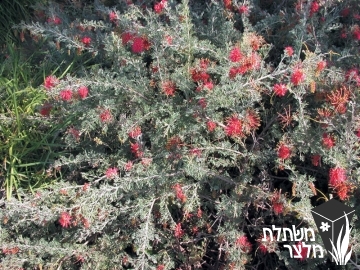 גרווילאת - Grevillea