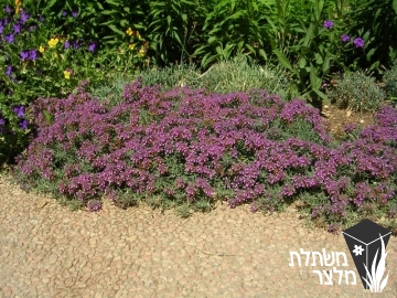 געדת - Teucrium