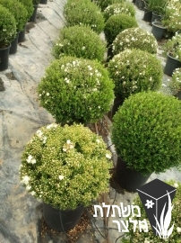 הדס - Myrtus