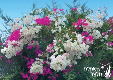 בוגנווילאה - Bougainvillea