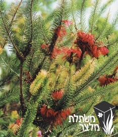 קלותמנוס - Calothamnus