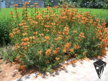 אוזן-ארי - Leonotis