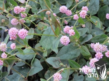 ארכבית - Polygonum