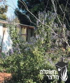 מרווה - Salvia