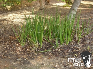 כידונן - Sansevieria