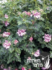 פלרגון - Pelargonium