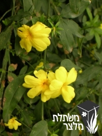 יסמין - Jasminum