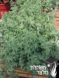 צורית - Sedum