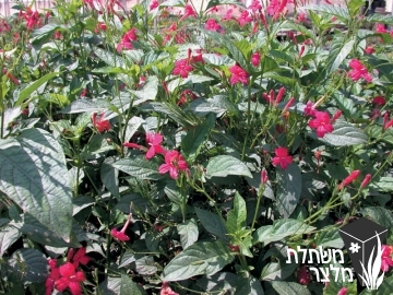 רואליה - Ruellia