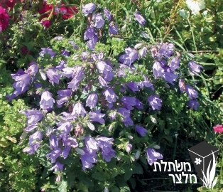 פעמונית - Campanula