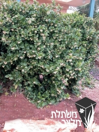 מורן - Viburnum