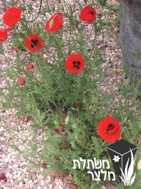 פרג - Papaver