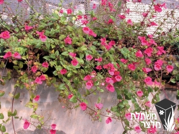 דיאסקיית - Diascia