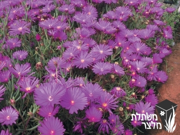 נציץ - Lampranthus