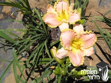 המרוקליס - Hemerocallis