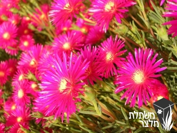 נציץ - Lampranthus