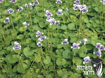 סיגל - Viola