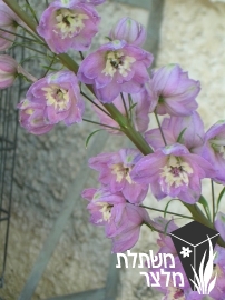 דורבנית - Delphinium