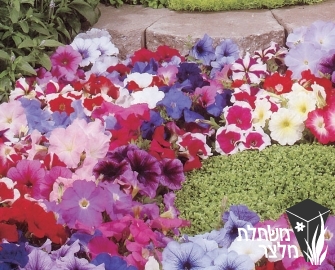 פטוניית - Petunia