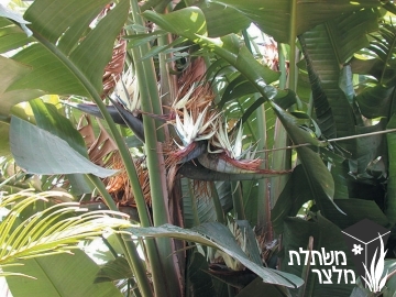 סטרליציית - Strelitzia