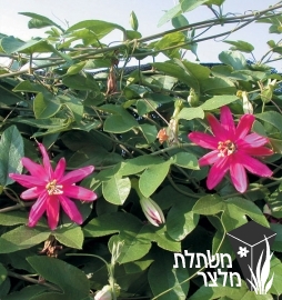 שעונית - Passiflora