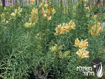 פשתנית - Linaria