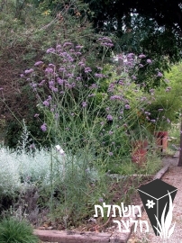 ורבנה - Verbena