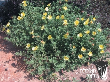 נר-לילה - Oenothera