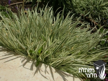 חפורית - Phalaris