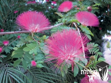 קליאנדרה - Calliandra