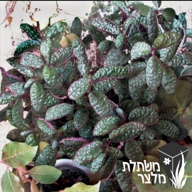 המיגרפיס - Hemigraphis