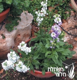 מנתור - Matthiola