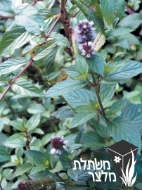 נענה - Mentha