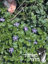 וינקה - Vinca