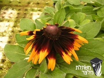 רודבקיה - Rudbeckia