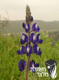 תורמוס - Lupinus