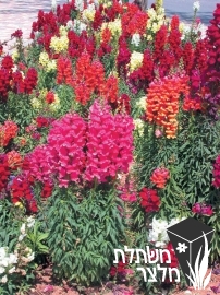 לוע-ארי - Antirrhinum