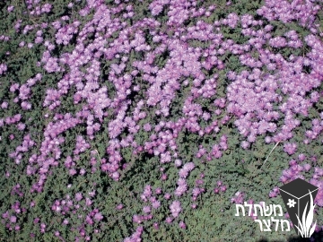 טלמון  - Drosanthemum