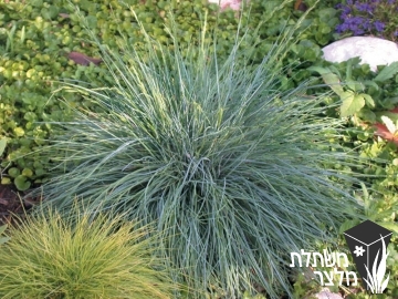 בן-אפר - Festuca