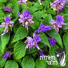 מרווה - Salvia