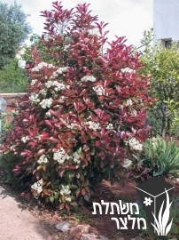 פוטיניה - Photinia