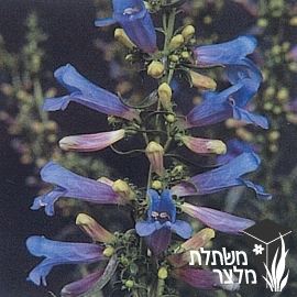 פנסטמון - Penstemon