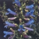 פנסטמון - Penstemon